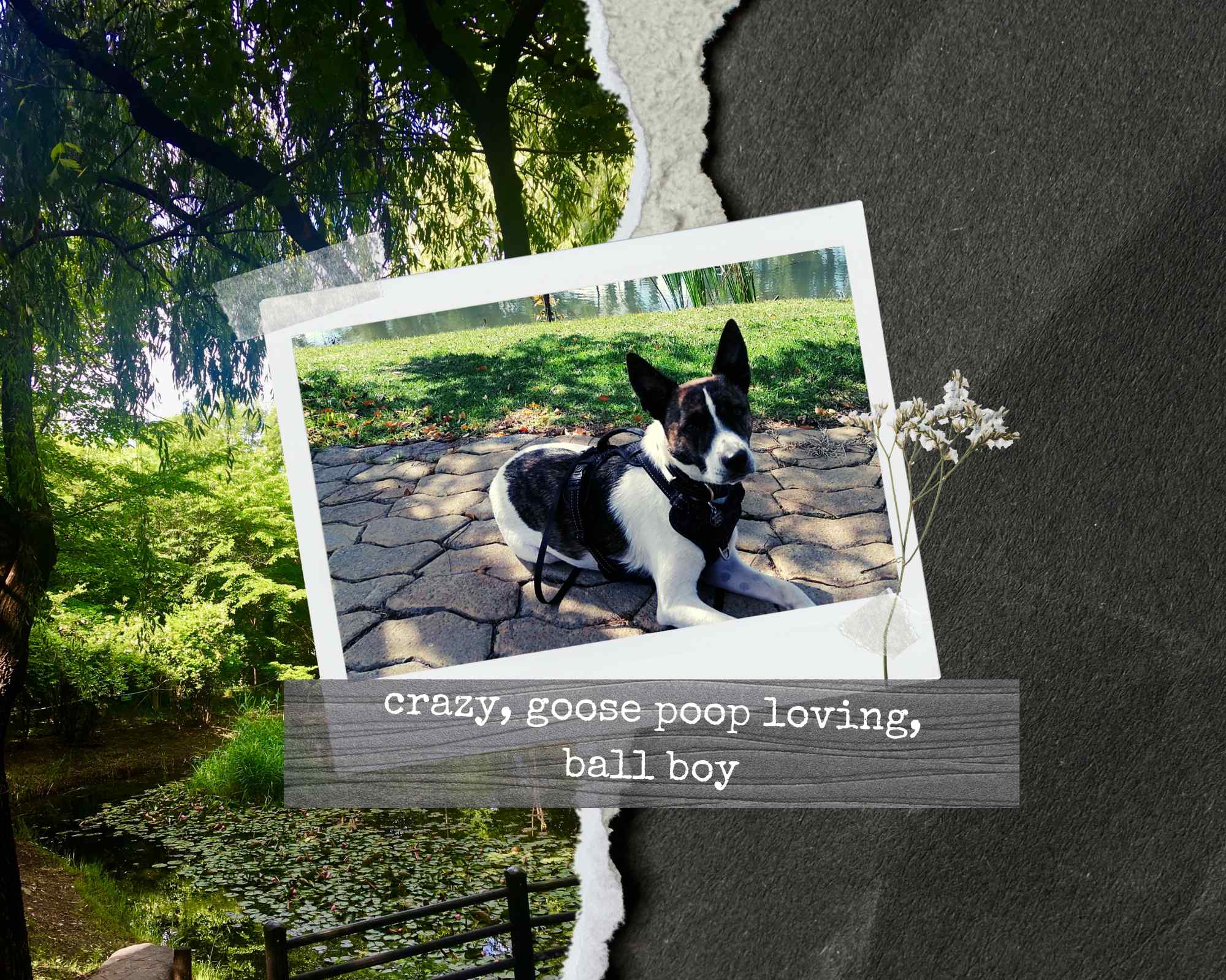 Paw Paw Pets - Jessica Lavan